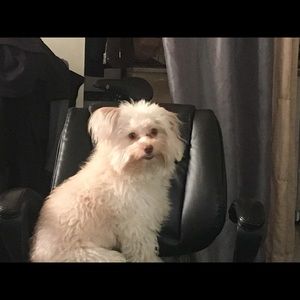 Meet your Posher, Niki